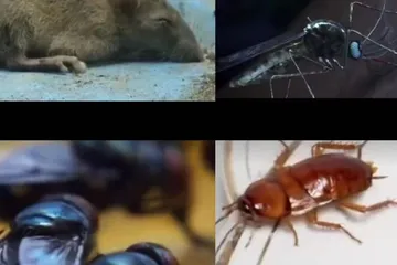 病媒生物防治這些知識你都知道嗎？